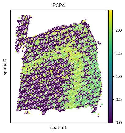 _images/Tutorial_6_DLPFC_interpolation_42_1.png