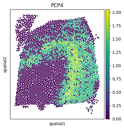 _images/Tutorial_6_DLPFC_interpolation_42_3.png