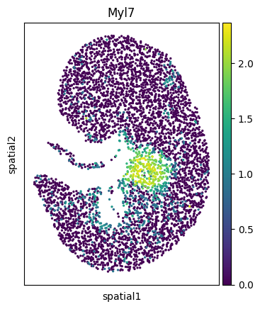 _images/Tutorial_7_MOSTA_integration_41_3.png